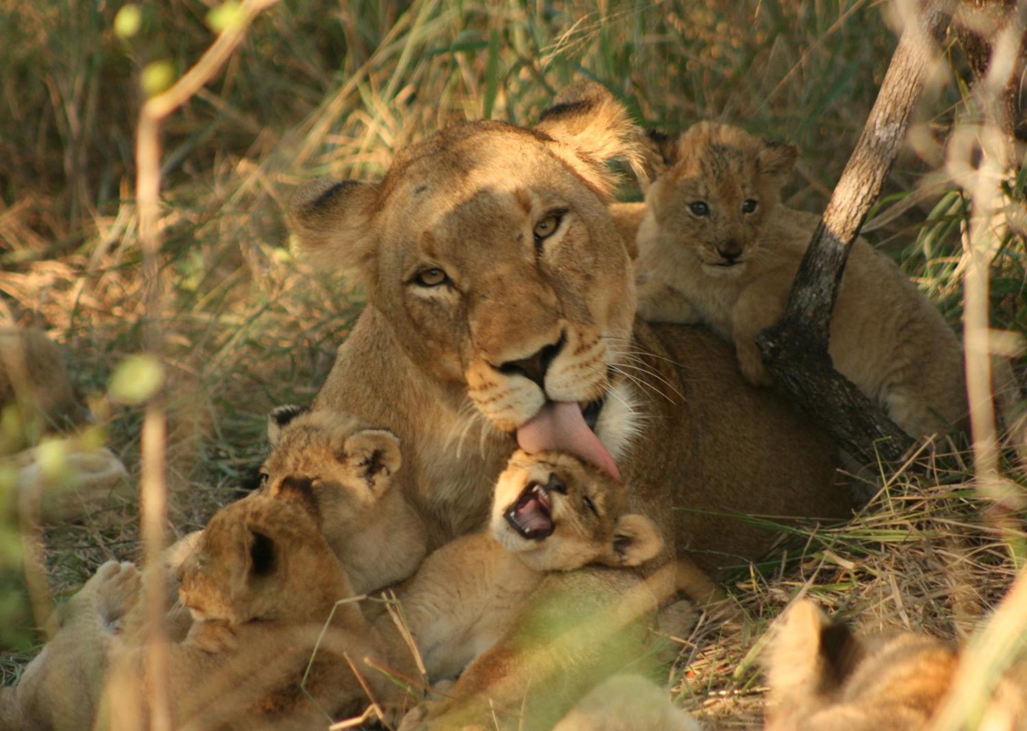 Mjejane Bush Camp By Dream Resorts Hectorspruit Extérieur photo
