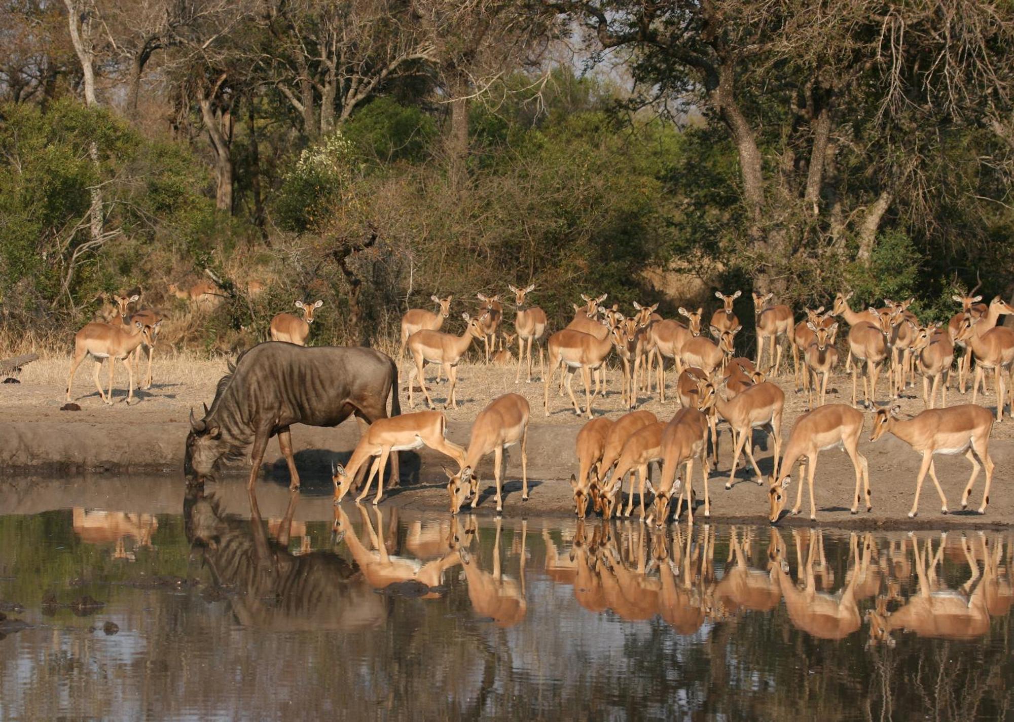 Mjejane Bush Camp By Dream Resorts Hectorspruit Extérieur photo