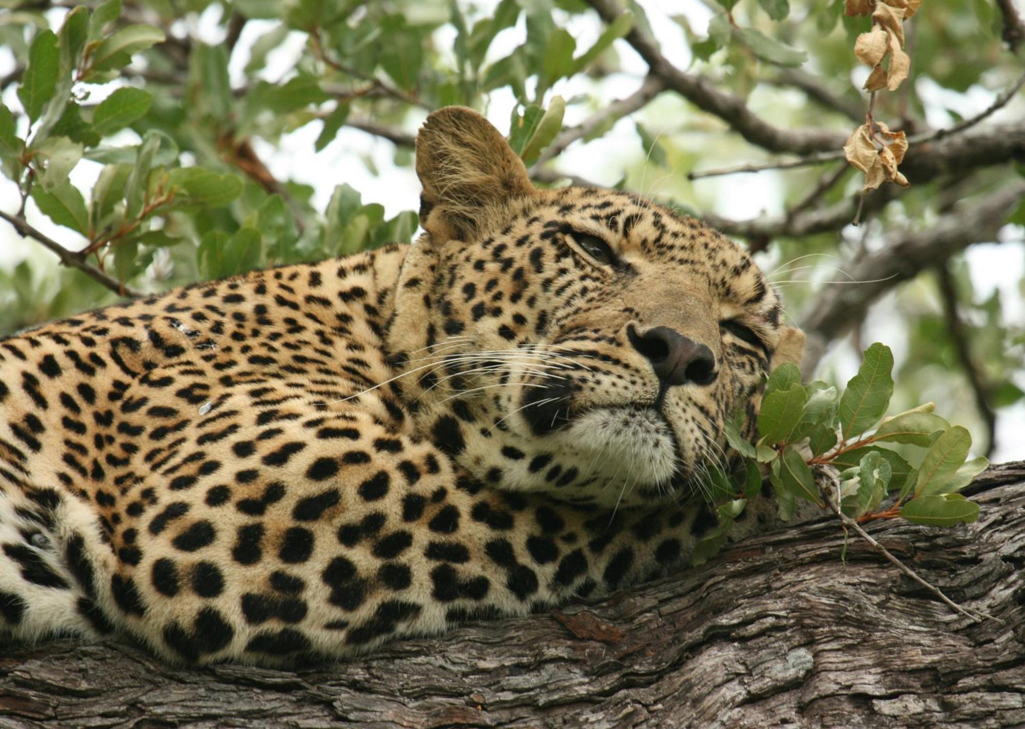 Mjejane Bush Camp By Dream Resorts Hectorspruit Extérieur photo
