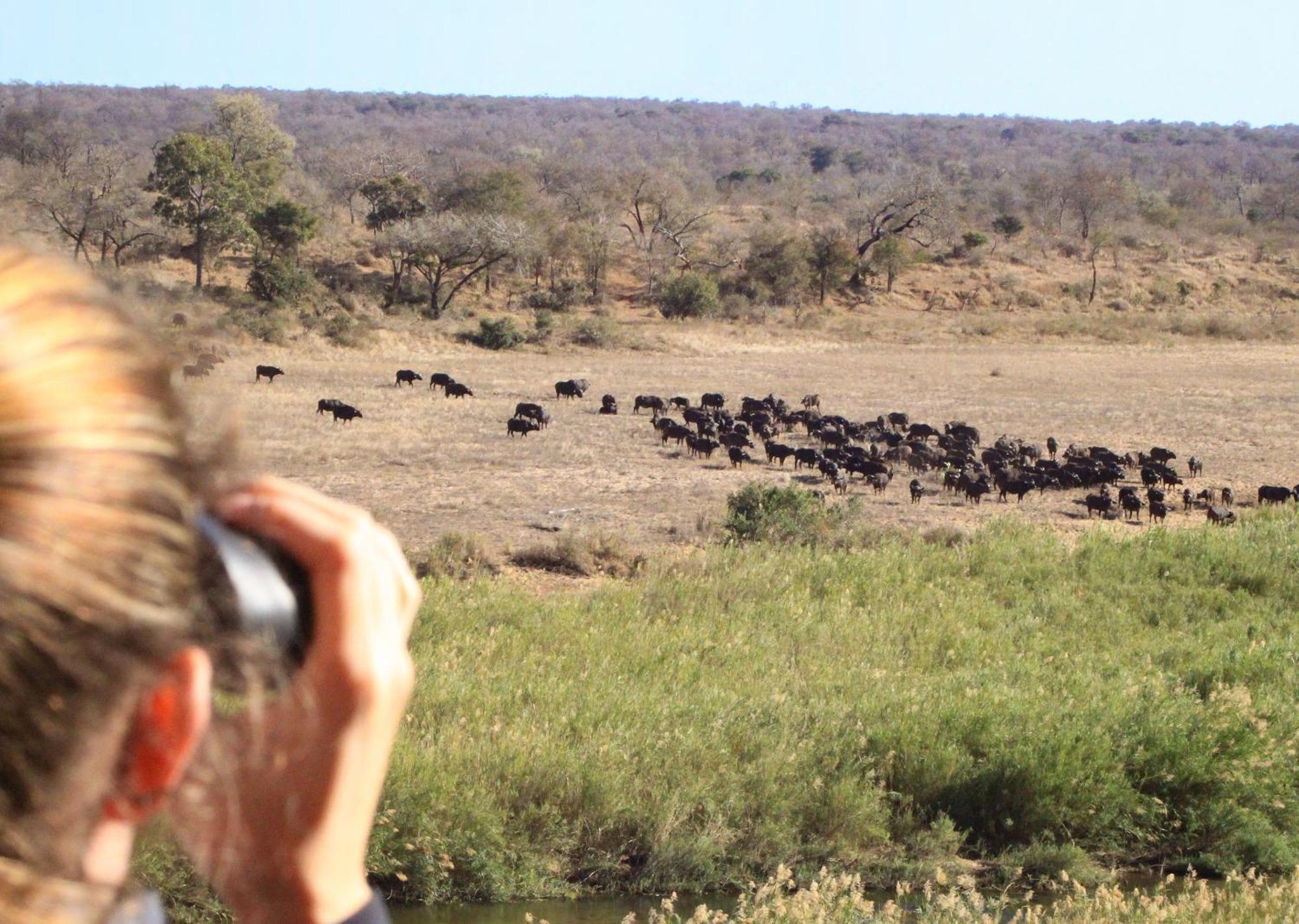 Mjejane Bush Camp By Dream Resorts Hectorspruit Extérieur photo
