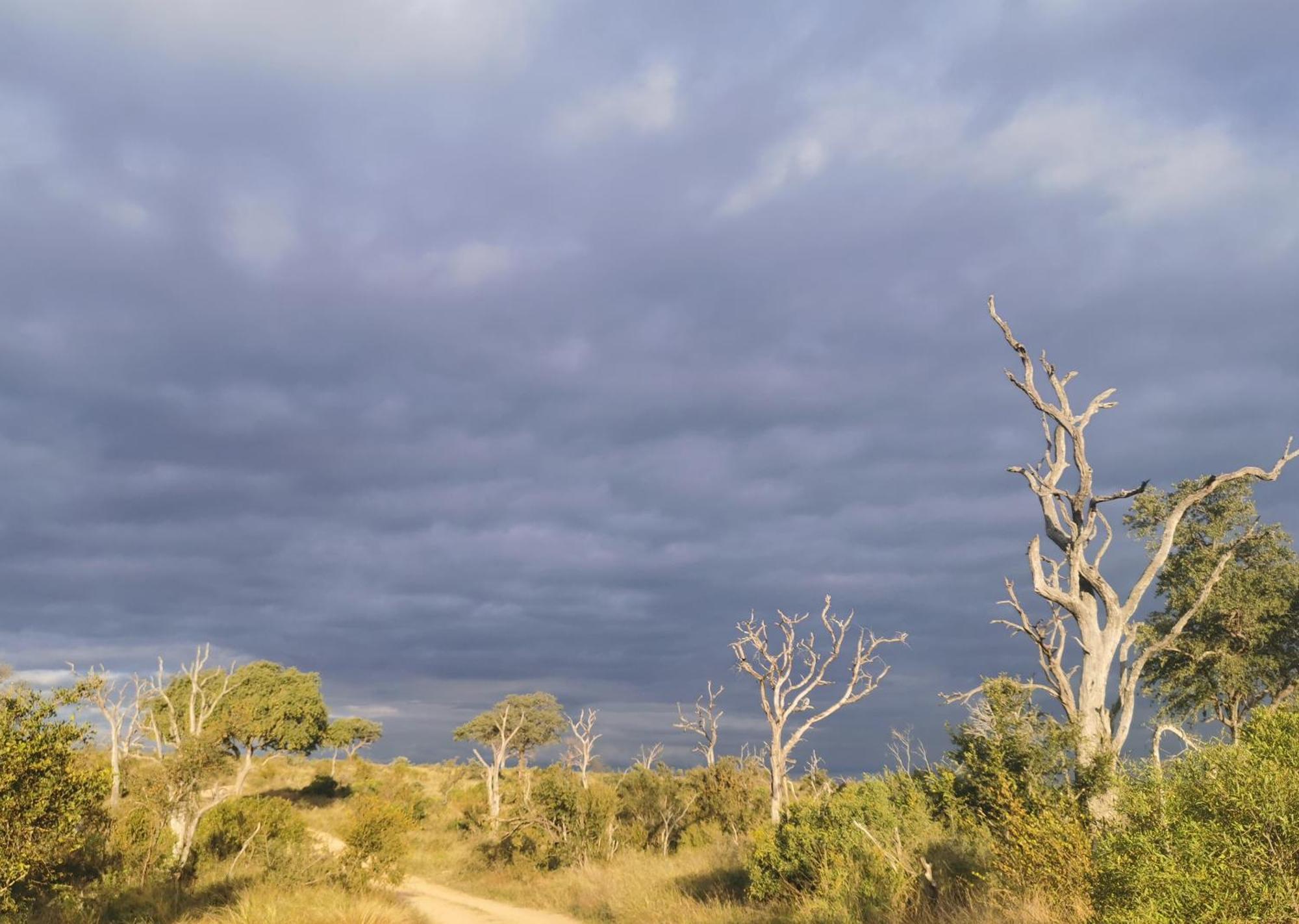 Mjejane Bush Camp By Dream Resorts Hectorspruit Extérieur photo